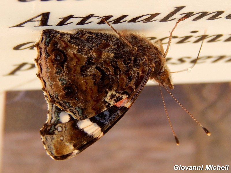 Vanessa atalanta